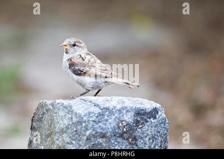Juvenile House sparrow (Passer domesticus), East Sussex, UK Stock Photo
