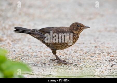 Juvenile Blackbird (Turdus merula) East Sussex, UK Stock Photo