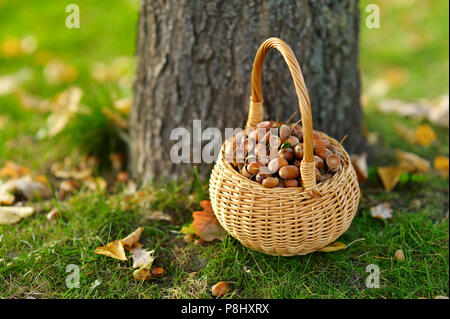 Small basket full of acorns for crafting and playing Stock Photo