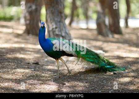 Beautiful peacock in the woods on Kos island Stock Photo