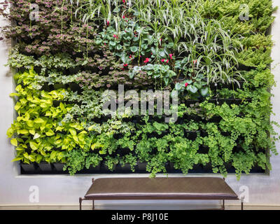 Green wall of houseplants growing indoors with bench, Berkshire Botanical Garden, Stockbridge, Massachusetts Stock Photo