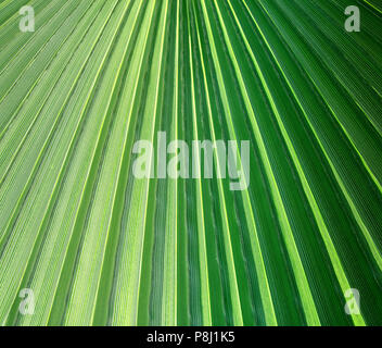 Photo of a macro green tropical leaf lit by the sun Stock Photo