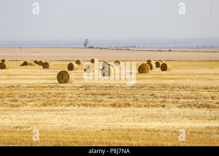 Wheat ballots on a farmer’s field in southern Romania Stock Photo