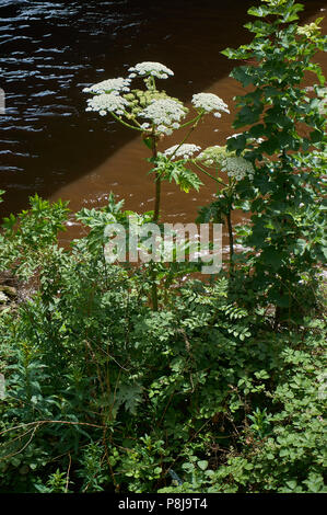 Giant hogweed (Heracleum mantegazzianum) an invasive plant dangerous to humans, on the river bank of Clyde, Glasgow. Stock Photo