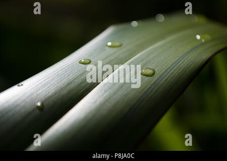 Several drops of water on flax leaves with a soft green background Stock Photo