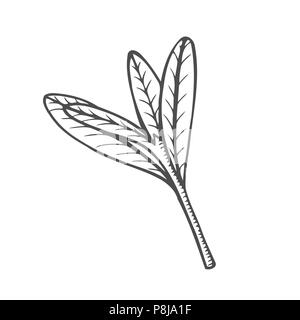 Sketch branch of leaves by hand on an isolated background Stock Vector