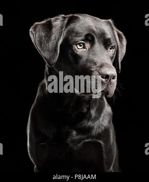 Three-quarter (3/4) portrait of dark chocolate labrador retriever dog against black background looking down and to the right with shiny flat-coat fur. Stock Photo