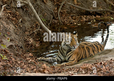 Tiger Cub cooling off in the water Stock Photo