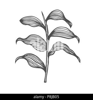 Birch branch and larch branch vector. Hand drawn. Botanical sketch. Stock Vector