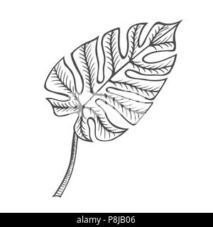 Monstera leaf illustration, drawing, engraving, ink line art vector Stock Vector