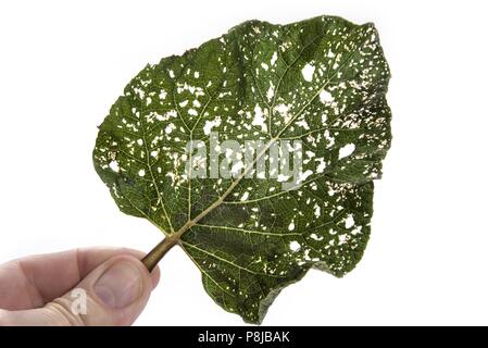 Leaf with holes, eaten by pests isolated on white background Stock Photo