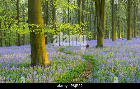 A winding path through an English Bluebell woodland in Spring. Stock Photo
