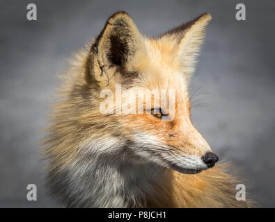Red fox portrait Stock Photo