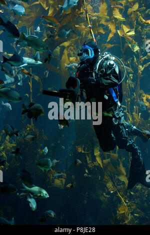 Fish swarm around as a diver doles out the delicacies in a large salt water aquarium. Stock Photo