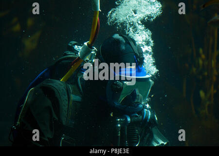 Fish swarm around as a diver doles out the delicacies in a large salt water aquarium. Stock Photo