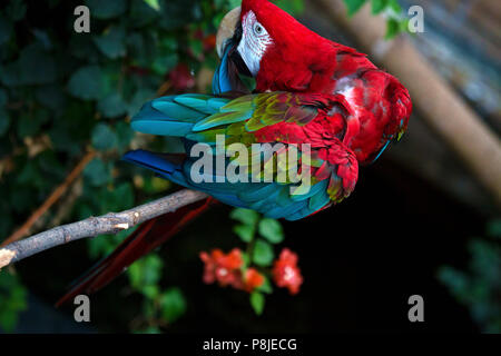 A green-winged parrot sits on a branch preening himself. The bird lives in the aviary of a zoo. Stock Photo