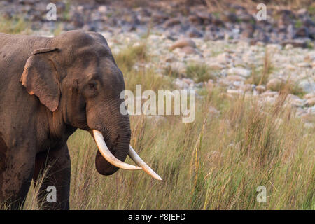 Asian elephant  or Asiatic elephant or Elephas maximus at Jim Corbett National Park at Uttarakhand in India Stock Photo