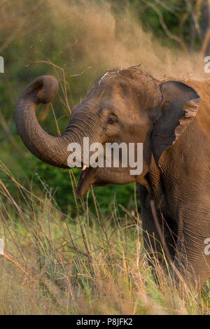 Asian elephant  or Asiatic elephant or Elephas maximus doing mud bath at Jim Corbett National Park at Uttarakhand in India