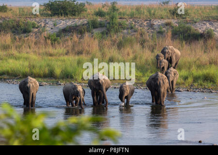 Asian elephant  or Asiatic elephant or Elephas maximus herd crossing the Ramganga river at Jim Corbett National Park at Uttarakhand in India Stock Photo