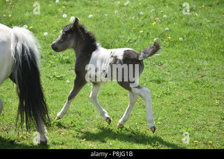 Precious paint foal trotting in a grass field in Lancaster County. Stock Photo