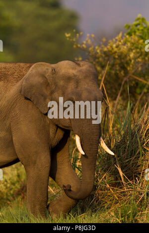 Asian elephant  or Asiatic elephant or Elephas maximus at Jim Corbett National Park at Uttarakhand in India Stock Photo