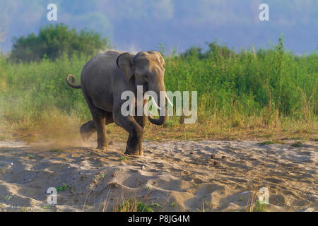 Asian elephant  or Asiatic elephant or Elephas maximus running at Jim Corbett National Park at Uttarakhand in India
