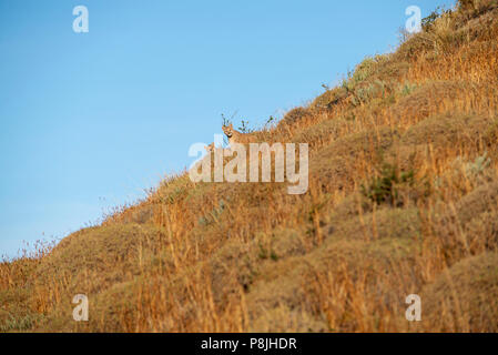 Two young Patagonian puma cubs sitting on hillside of dense vegetation, on bright sunny day. Stock Photo