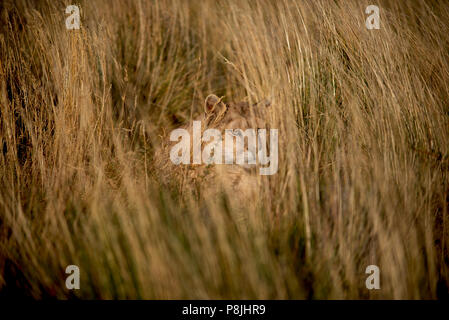 Adult female Patagonian Puma jumping over small stream. Stock Photo