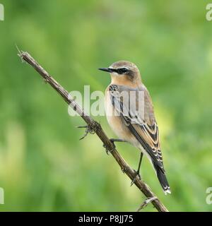 First winter male Wheatear during autumn migration Stock Photo