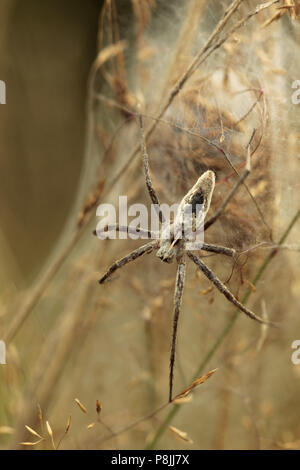 Nursery web spider protecting her web. Stock Photo