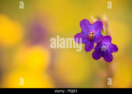 Purpleblue flowers of Common Bugloss with a yellow background. Stock Photo