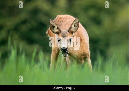 Roe Deer eating grass and looking up. Stock Photo