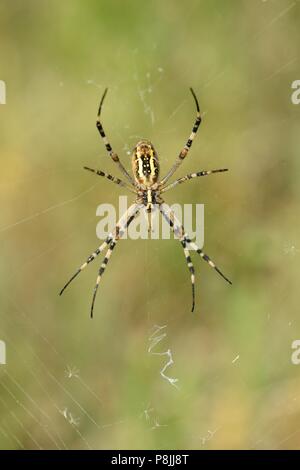 Underside of a female Wasp spider perched in her web Stock Photo