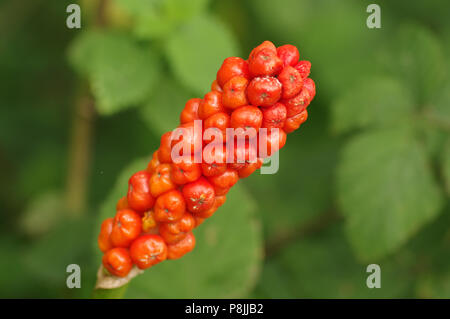 The orange berries of Lords-and-ladies Stock Photo