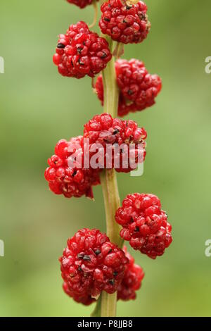 Side view of stalk with (pseudo)fruits of Strawberry Blite (Chenopodium foliosum) Stock Photo