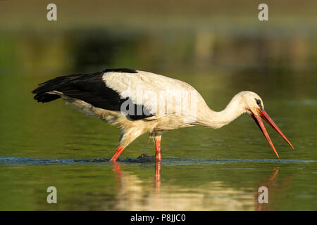 Feeding White Stork in marsh Stock Photo