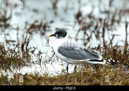 Foraging Sabine's Gull on wet tundra Stock Photo