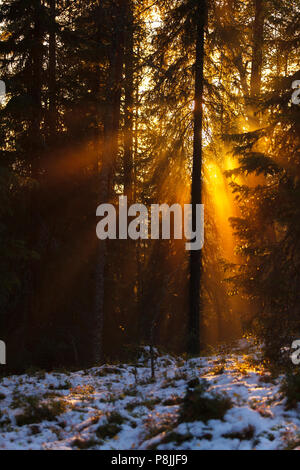 the evening sun breaks through the clouds and shines in rays through the foggy and snowy forest Stock Photo