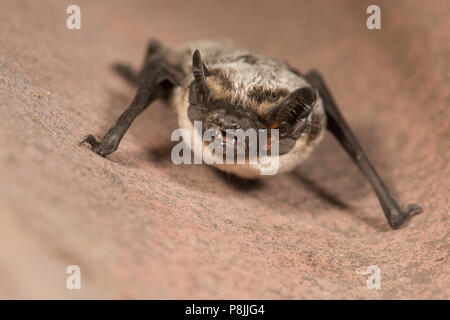 Parti-coloured bat Stock Photo