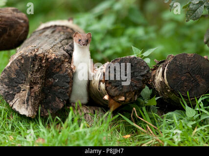 Stoat; Mustela erminea Stock Photo