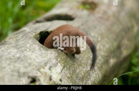 Stoat Hunting for mice Stock Photo