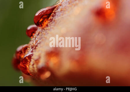 Beefsteak Fungus with red guttation drops. Stock Photo