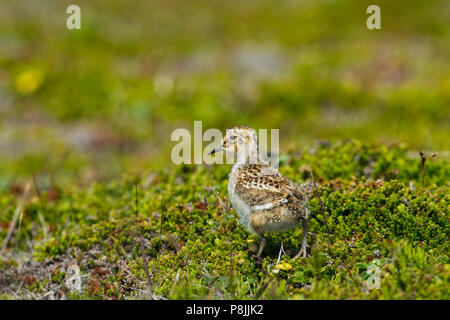 Rock Sandpiper chick on tundra Stock Photo