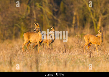 Alert group of Roe deer Stock Photo