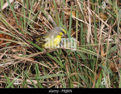 Yellow-fronted Canary. August 1st, 2017 on the Big Island of Hawai'i Stock Photo