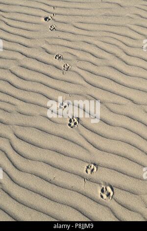 Paw prints and sand ripples on the dune sand from the sand drift Van Limburg Stirum in the Amsterdamse Waterleidingduinen near De Zilk Stock Photo