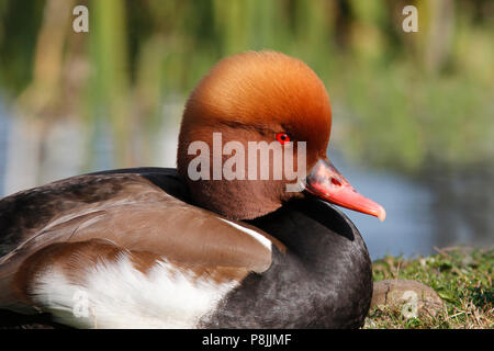 close-up of a male Red-crested pochard on the shore Stock Photo