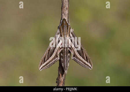 Silver-striped Hawkmoth Stock Photo