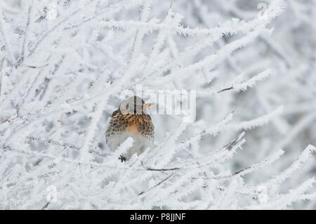 Fieldfare in a snow covered bush Stock Photo