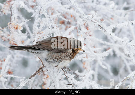 Fieldfare in snow covered sea buckthorn Stock Photo